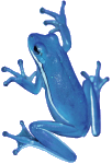 [Image: The IceFrog]